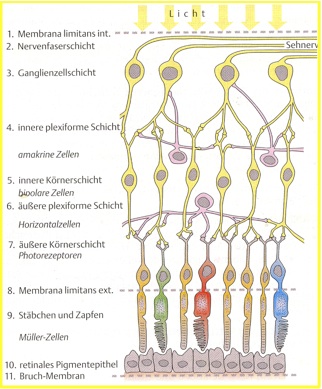 nerve_structure